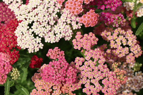 yarrow-7334692_1920