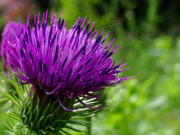 2400-purple-milk-thistle-flower