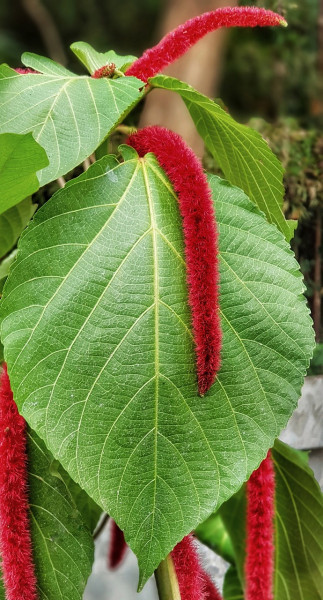 amaranthus-3207825_1280