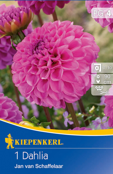 Produktbild von Kiepenkerl Pompon-Dahlie Jan van Schaffelaar mit Abbildung der pinken Blüten und Informationen zur Pflanzenhöhe und Blütezeit.