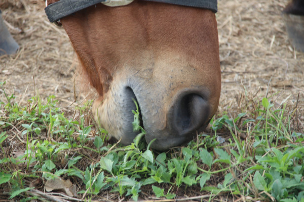 large-mouth-of-horse-is-eating-grasses-on-the-ground