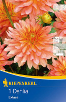 Kiepenkerl Zwerg-Dahlie Extase