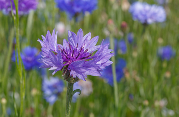 2400-close-up-of-cornflower-on-meadow