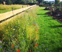 Kiepenkerl reine Wildblumenmischung mehrjährig