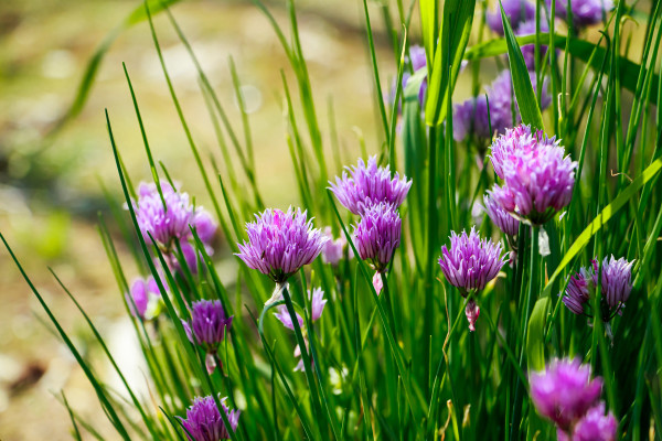 2400-purple-flowers-of-wild-onion-allium-in-the-sun-blooming-wild-spring-plants-gardening-and-floriculture