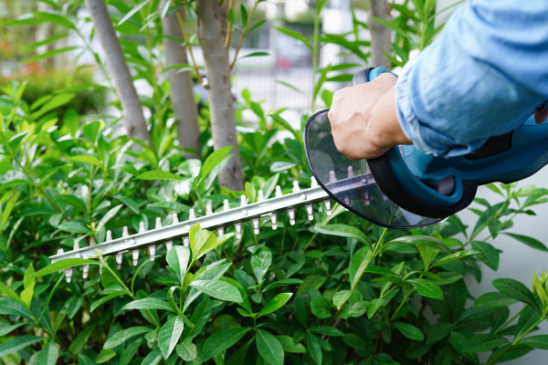 2400-gardener-trimming-bush-by-electric-hedge-clippers-in-garden-hobby-at-home