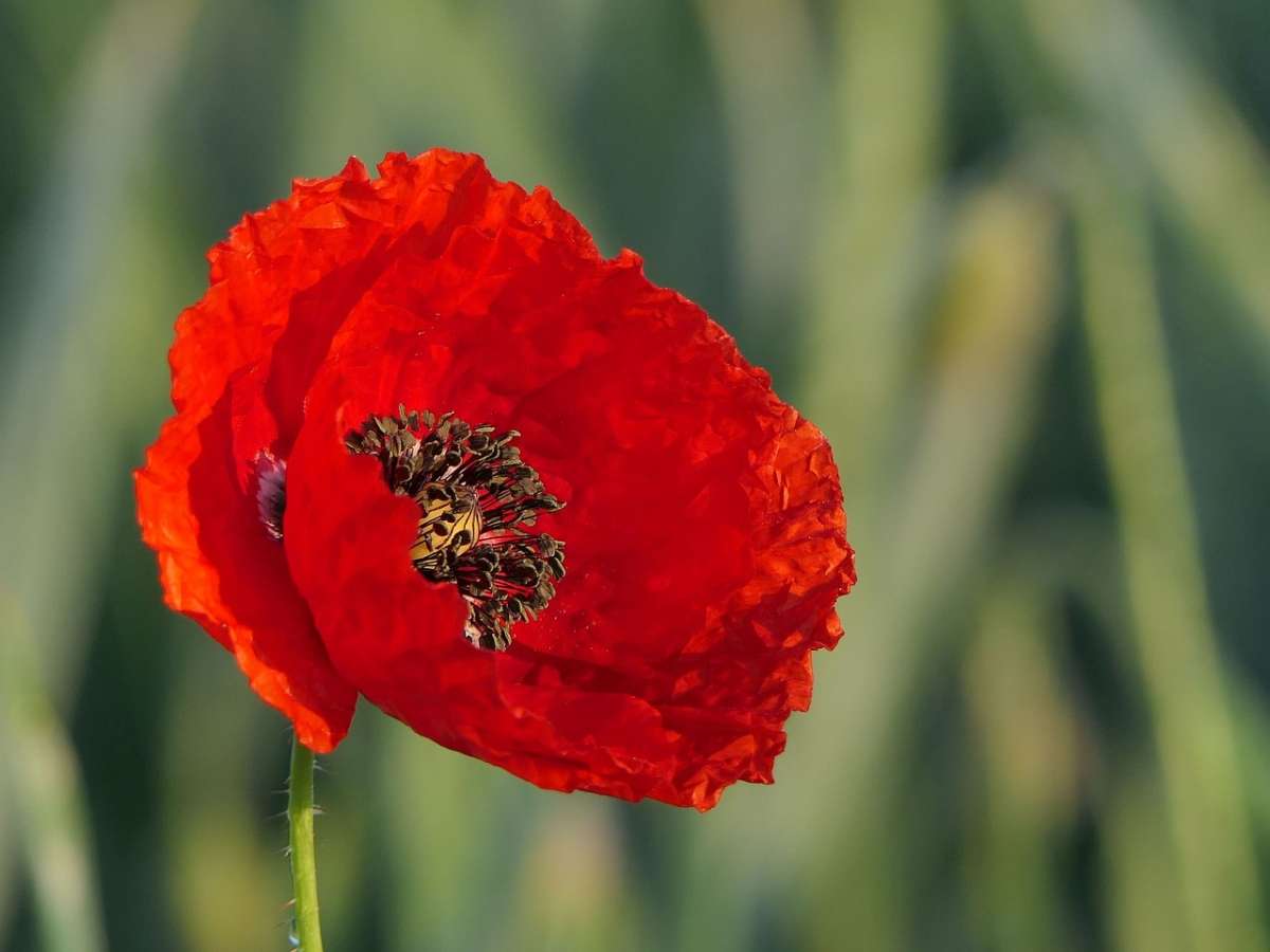 Erstaunlich Wann Mohn Aussäen Ebenbild