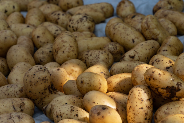 potatoes-6979997_1920