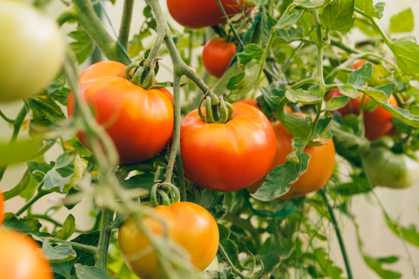 large-gardening-and-agriculture-concept-fresh-ripe-organic-red-tomatoes-growing-in-greenhouse-greenhouse-produce-vegetable-vegan-vegetarian-home-grown-food-production