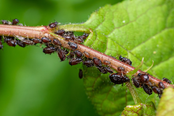 2400-close-up-of-aphids-on-a-tree-branch
