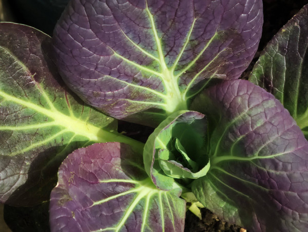 pak-choi-6037573_1280