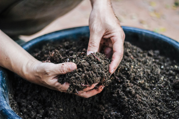 large-farmers-cultivate-earthworms-to-increase-the-number-of-earthworms-and-make-use-of-soil-and-earthworm-feces-to-make-bio-fertilizers-making-agricultural-products-non-toxic