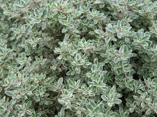 thyme-341930_1920