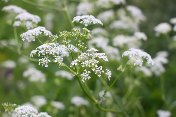 2400-cow-parsley-white-flowers-growing-in-the-countryside