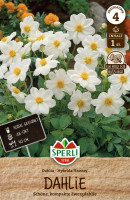 Sperli Dahlie Sneezy