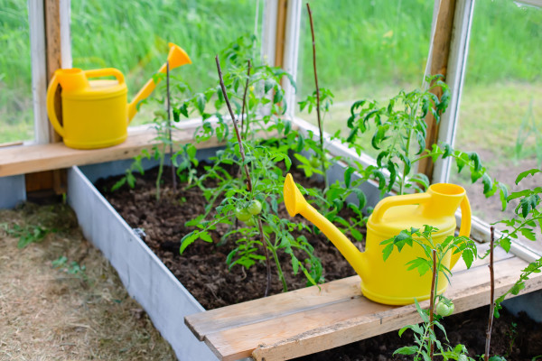 large-young-bushes-of-tomatoes-on-a-bed-in-a-greenhouse-nearby-are-two-yellow-watering-cans