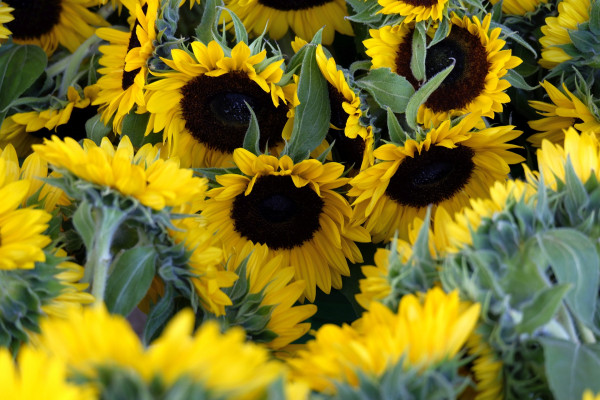 sunflowers-7071449_1920