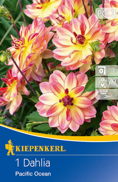 Produktbild von Kiepenkerl Busch-Dahlie Pacific Ocean mit blühenden Dahlien und Verpackungsinformationen.