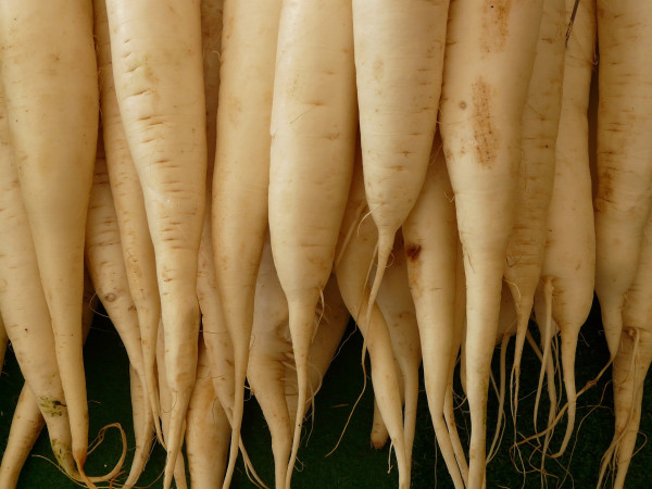 white-radish-5756_1920