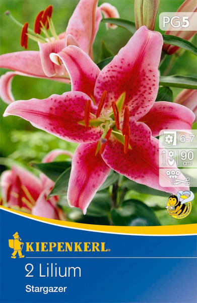 Produktbild von Kiepenkerl sternfoermige Oriental-Lilie Stargazer mit blühenden rosa Lilien und Verpackungsdetails wie Pflanzanleitung und Markenlogo.