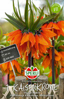 Sperli Kaiserkrone Orange Beauty