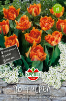 Sperli Gefüllte Frühe Tulpe Willem van Oranje