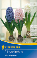 Kiepenkerl Hyazinthe Präparierte Mischung