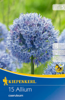 Kiepenkerl Zierlauch caeruleum