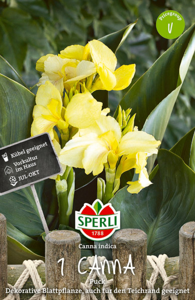 Produktbild von Sperli Blumenrohr Puck mit gelben Blumen und Hinweisschild für Vorkultur im Haus sowie Informationen zur Eignung als Kübelpflanze und für den Teichrand.