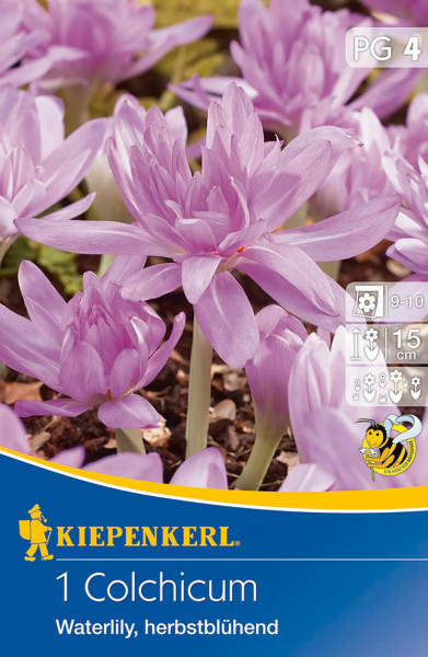 Produktbild von Kiepenkerl Herbstzeitlose Waterlily mit lila Blumen und Verpackungsdetails in Deutsch inklusive Pflanzhinweise
