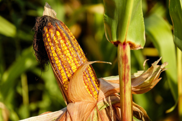 corn-1690387_1920