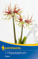 Kiepenkerl Ritterstern Amaryllis Chico
