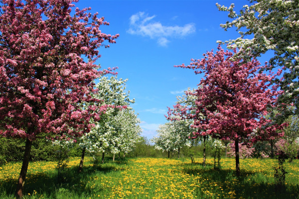 fruit-trees-5082094_1920