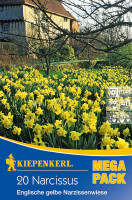 Kiepenkerl Mega-Pack Englische Narzissenwiese gelb