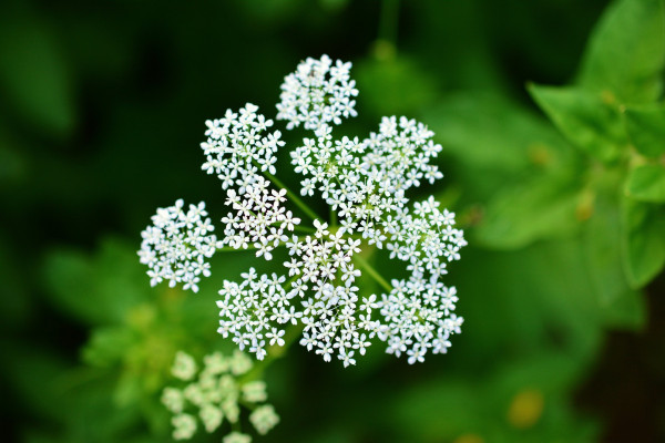 yarrow-3470583_1920