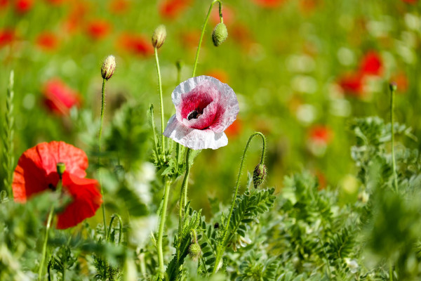 poppy-flowers-2426965_1920