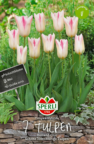 Produktbild von Sperli Lilienblütige Tulpe Holland Chic mit Blumen in rosa-weiß vor Gartenhintergrund sowie Verpackungslogo und -informationen.