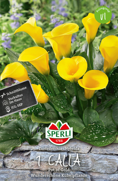 Produktbild von Sperli Calla Pot of Gold mit gelben Callablüten vor einem lila Hintergrund und Informationen zur Sorte und Kultivierung auf Deutsch.