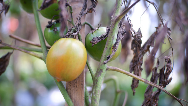 large-ripe-tomato-plant-growing-in-garden-fresh-bunch-of-red-natural-tomatoes-on-branch-in-organic-vegetable-garden-organic-farming-healthy-food-back-to-nature-concept-gardening-to