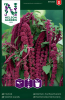 Fuchsschwanz anbauen und pflegen Samen.de