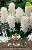 Sperli Hyazinthe Carnegie