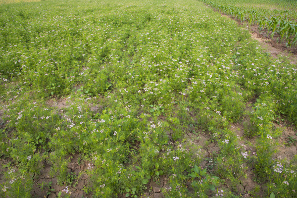large-green-field-of-blooming-coriander-with-small-white-flowers