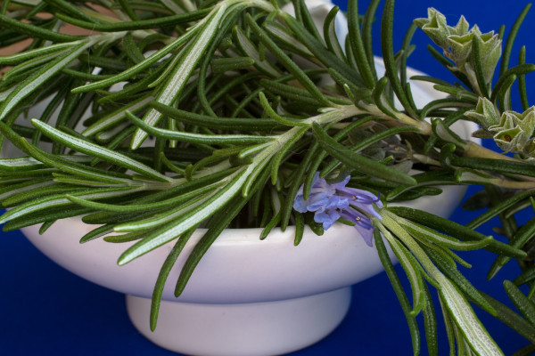 rosemary-1409060_1920