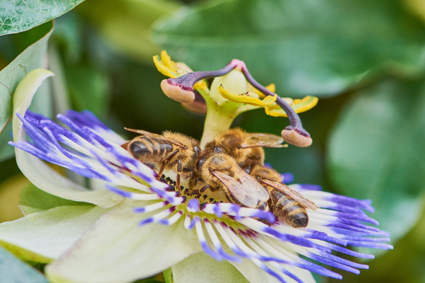 large-bees-collecting-pollen-on-a-passion-flower