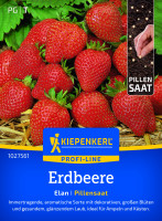 Kiepenkerl Erdbeere Elan F1 Pillensaat – Große Tüte