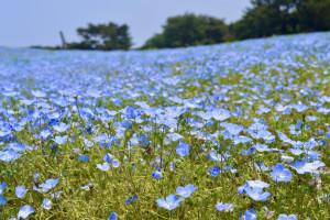 Liebeshainblume