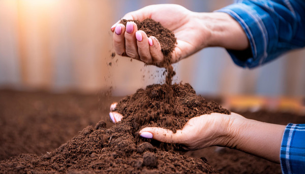large-agronomist-on-a-farm-practicing-agronomy-holding-soil-doing-soil-tests-in-her-home-laboratory-looking-at-soil-life-and-health-and-compost-2