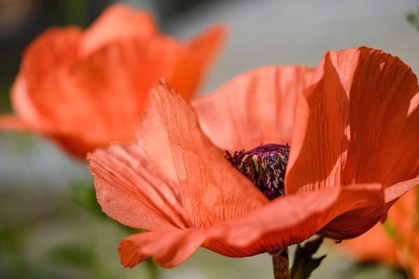 poppy-7634451_1920