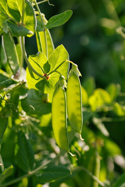 sweet-peas-8100496_1280