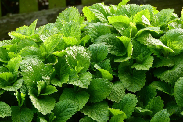 lemon-balm-2370815_1920